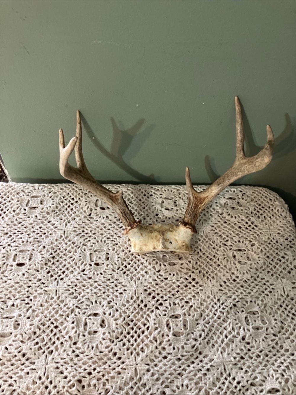 Whitetail Deer Antlers Skull 8 Point Rack 11” Wide Taxidermy Mount